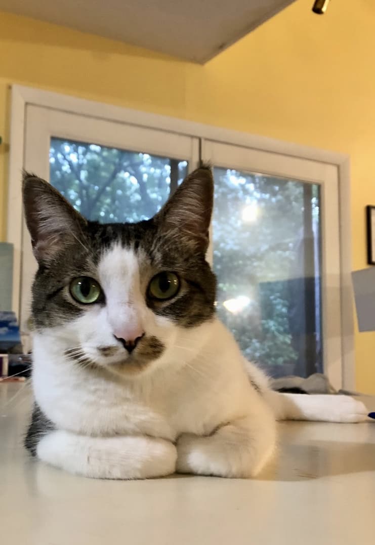 essiac cat success story