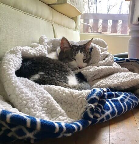 giving essiac to pets